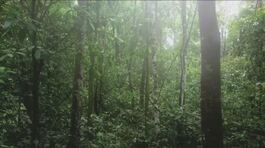 Foreste pluviali, allarme del Wwf thumbnail