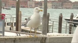 Venezia, cresce il rischio gabbiani thumbnail