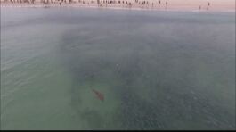 Allarme squali a Long Island thumbnail