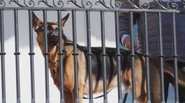 Il cane di Biden terrore degli 007 thumbnail