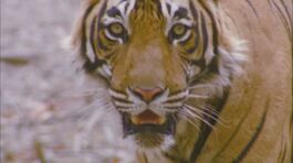 La giornata mondiale della tigre thumbnail