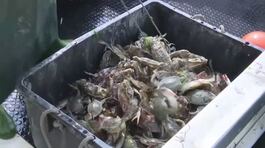 Pescatori contro il granchio blu thumbnail