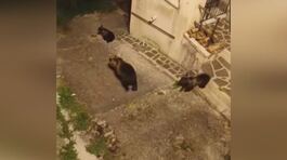 Si cercano i cuccioli di Amarena thumbnail