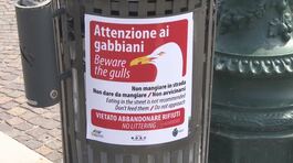 Venezia, "Attenti ai gabbiani" thumbnail