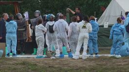 Peste suina, emergenza in Lombardia thumbnail