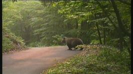 Morta in Trentino l'orsa F36 thumbnail