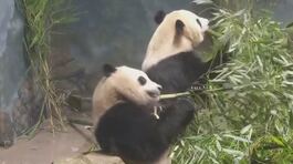 Cina-Usa, i panda della discordia thumbnail