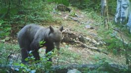 Altri due orsi morti in Trentino thumbnail