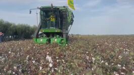 Torna il cotone Made in Italy thumbnail