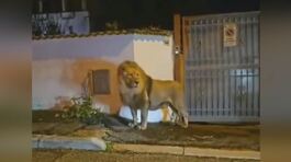 Preso il leone di Ladispoli thumbnail