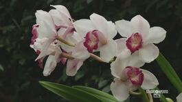 Le orchidee a New York thumbnail