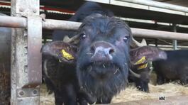 Bufale umbre thumbnail