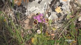 Mattinata città di orchidee thumbnail