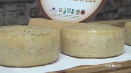 Il pecorino di Farindola thumbnail