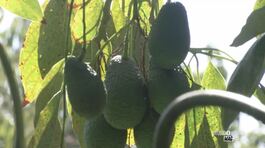 Frutti tropicali alle sulle pendici dell'Etna thumbnail