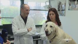 Un metodo innovativo per salvare gli animali thumbnail