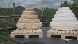 Il formaggio Montebore thumbnail