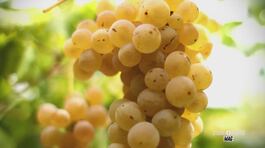 L'uva Albaluce thumbnail