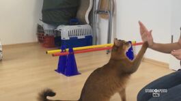 L'Olimpiade degli animali thumbnail