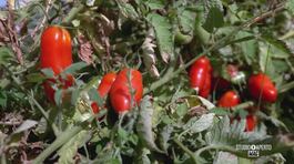 Pomodoro San Marzano thumbnail