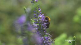 Le oasi della biodiversità thumbnail