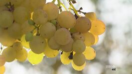 I vini del Trentino thumbnail