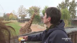 Colazione con le giraffe thumbnail
