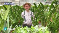 E-Garden: la Zamioculcas zamiifolia