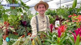 E-Garden: La calatea e la begonia maculata thumbnail