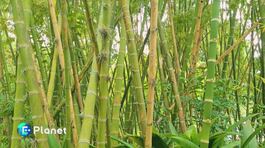 Bambù: risorsa eco-friendly thumbnail