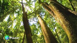 Curare l'Amazzonia thumbnail