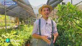 E-Garden: i fiori del passato thumbnail