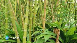 Bambù: risorsa eco-friendly thumbnail