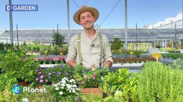 Giardinaggio di settembre thumbnail