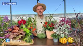 E-Garden Consigli per un balcone autunnale thumbnail