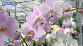 E-Garden: l'orchidea Phalaenopsis thumbnail