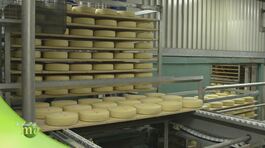 La produzione del formaggio Piave thumbnail