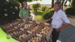 Diverse varietà di patate thumbnail