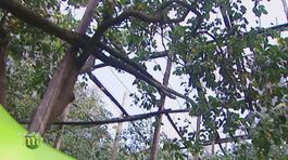Il giardino sorrentino thumbnail