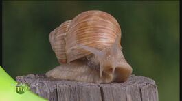 Rivincita agricoltura thumbnail