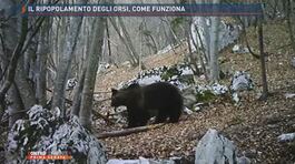 Il ripopolamento degli orsi, come funziona thumbnail