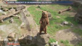 L'orso, identikit di un mammifero selvatico thumbnail