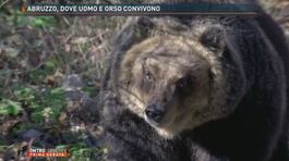 Abruzzo, dove uomo e orsi convivono thumbnail