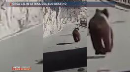 "Vivo in Trentino e non ho paura degli orsi" thumbnail