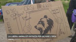 Jj4 libera: animalisti in piazza per salvare l'orsa thumbnail