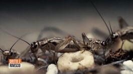 Mangiamo insetti senza saperlo: alimenti di uso quotidiano che da sempre sono prodotti con insetti thumbnail