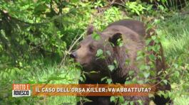 Il caso dell'orsa killer: va abbattuta? thumbnail
