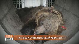 Catturata l'orsa killer, sarà abbattuta? thumbnail