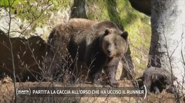 Partita la caccia all'orso che ha ucciso il runner thumbnail