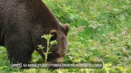 Gli animalisti boicottano il Trentino in difesa dell'orsa thumbnail